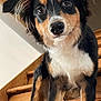 Poppy participe au concours pour gagner de l'argent avec cette photo : animal, black, brown, canine, closeup, companion, curious, dog, ears, eyes, face, fur, house, indoor, pet, snout, stairs, white, wooden, young