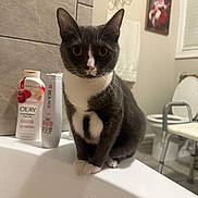 Stormie Jene joined the competition — help win amazing prizes! cat, tuxedo_cat, bathroom, sink, toiletries, lotion, shampoo, tile_wall, toilet, bathroom_chair, towel, painting, santa_claus, window, curious, pet, indoor, animal, feline, white_paws