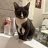 cat, tuxedo_cat, bathroom, sink, toiletries, lotion, shampoo, tile_wall, toilet, bathroom_chair, towel, painting, santa_claus, window, curious, pet, indoor, animal, feline, white_paws