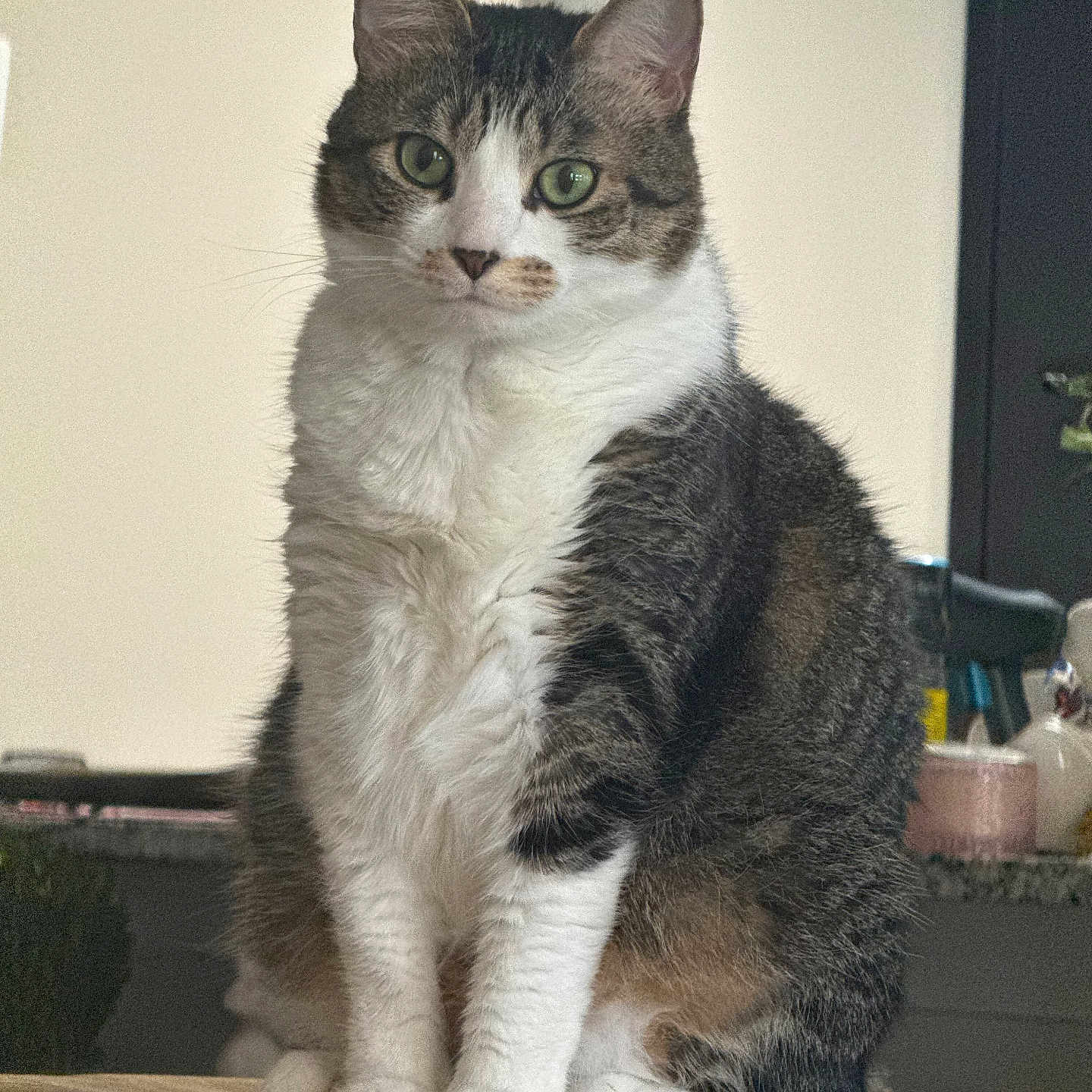 Georgie