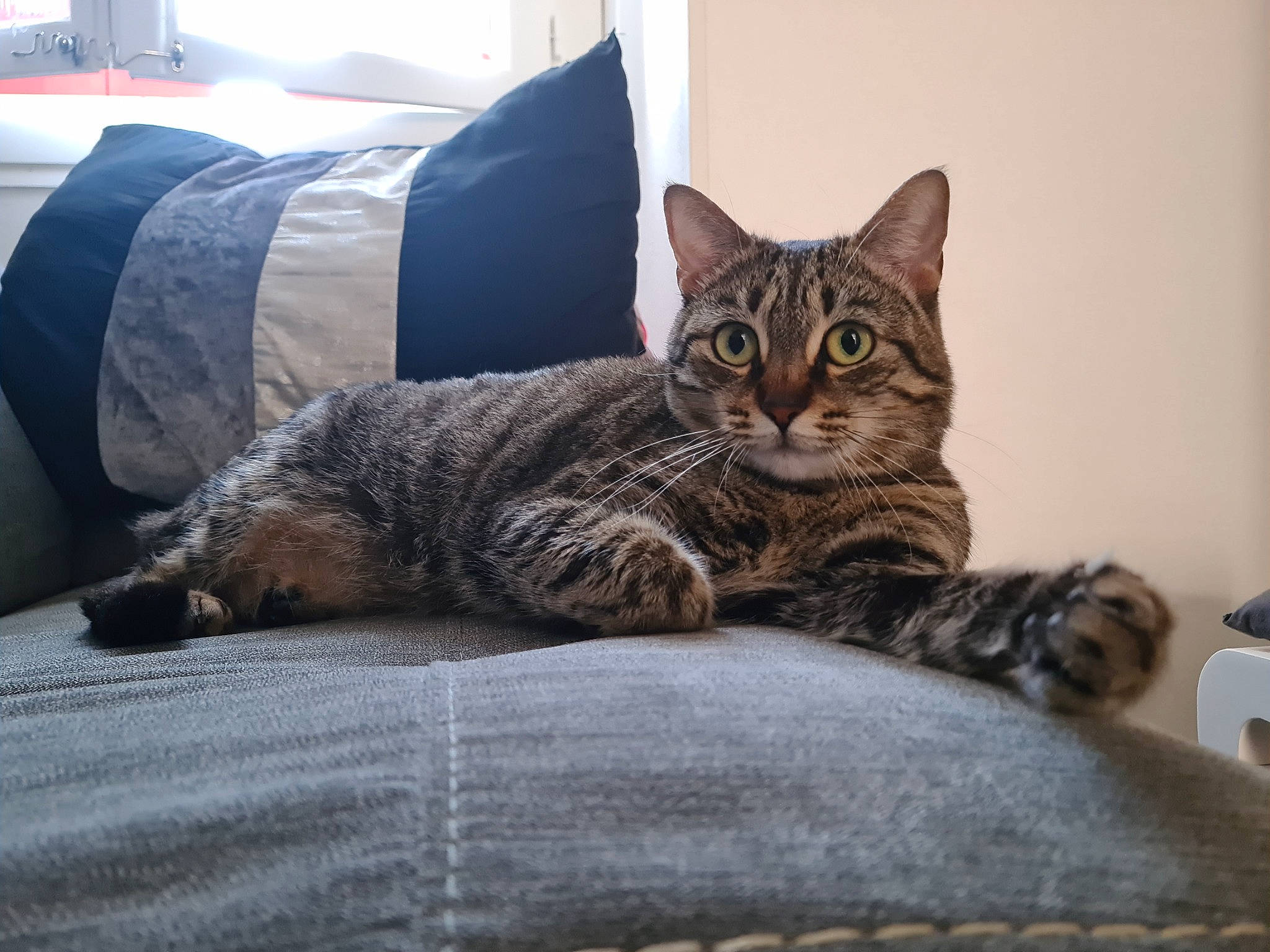 Pantufa a rejoint le concours — aidez-le/la à gagner de superbes lots ! carnivore, cat, cat_supply, comfort, couch, domestic_short_haired_cat, felidae, flooring, fur, grey, linens, paw, room, sitting, small_to_medium_sized_cats, snout, tail, terrestrial_animal, tree, whiskers