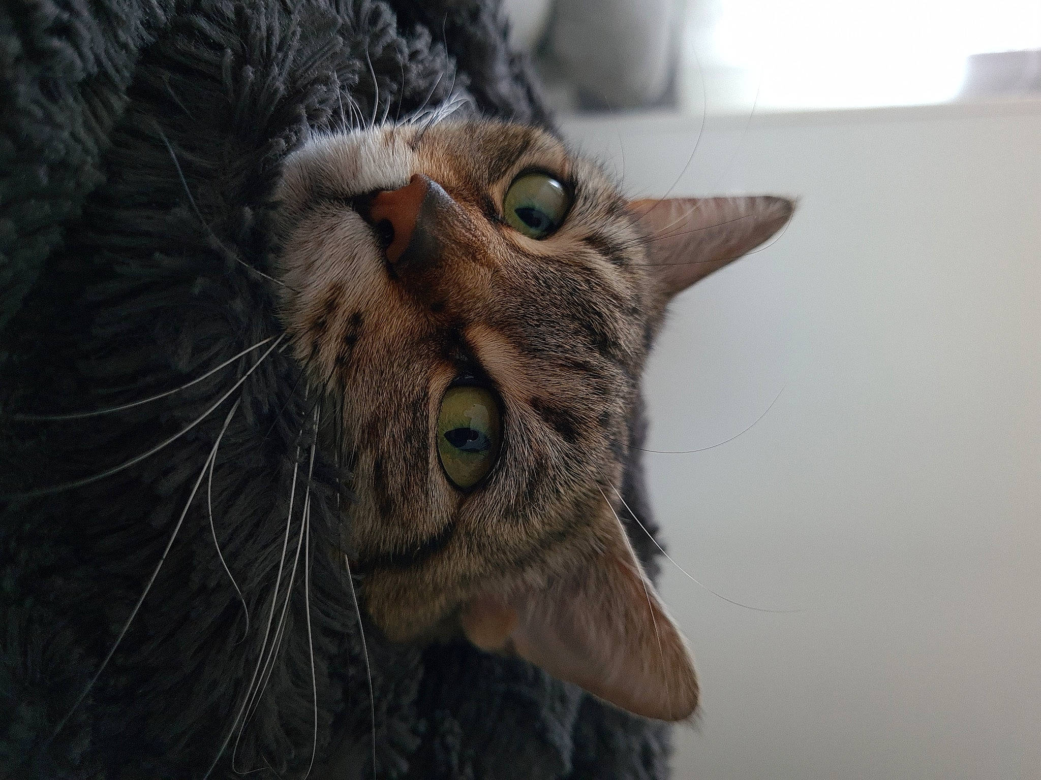 Pantufa participe au concours pour gagner de l'argent avec cette photo : art, carnivore, cat, domestic_short_haired_cat, ear, felidae, fur, grey, lynx, plant, small_to_medium_sized_cats, snout, terrestrial_animal, tree, whiskers, wildlife