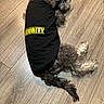 Prince is registered to the contest to win money with this photo: animal, black_shirt, canine, clothing, companion, cute, dog, domestic, fluffy, fur, guard, household, indoor, laying_down, pet, relaxed, resting, security, small_dog, wooden_floor