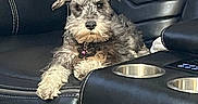 Prince joined the competition — help win amazing prizes! animal, black_furniture, canine, collar, comfort, companion, cozy, cup_holder, cute, dog, fur, household, indoor, leather_recliner, living_room, paw, pet, relaxed, resting, seat