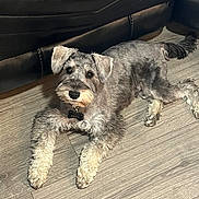 Prince is registered to the contest to win money with this photo: animal, canine, collar, companion, cute, dog, domestic_animal, ears, floor, fur, home, indoor, laying_down, leather_sofa, mammal, pet, relaxed, schnauzer, tail, wooden_floor