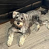 animal, canine, collar, companion, cute, dog, domestic_animal, ears, floor, fur, home, indoor, laying_down, leather_sofa, mammal, pet, relaxed, schnauzer, tail, wooden_floor