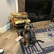 Prince joined the competition — help win amazing prizes! dog, indoor, fireplace, rug, wood, firewood, tile_floor, toy, pet, home, animal, floor, decor, black, brown, sitting, cute, domestic, cozy, carpet