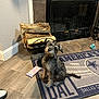 dog, indoor, fireplace, rug, wood, firewood, tile_floor, toy, pet, home, animal, floor, decor, black, brown, sitting, cute, domestic, cozy, carpet