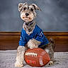 alert, animal, blue_jersey, brown_floor, carpet, collar, cute, dog, fluffy, football, furry, gray_wall, indoor, paw, pet, playful, portrait, small_dog, sports_jersey, tag