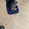 Prince joined the competition — help win amazing prizes! animal, blue_mat, casual, companion, concrete_floor, cozy, curled_up, curly_hair, dog, footwear, indoor, mat, paw, pet, quiet, resting, sleeping, slipper, small_dog, sock