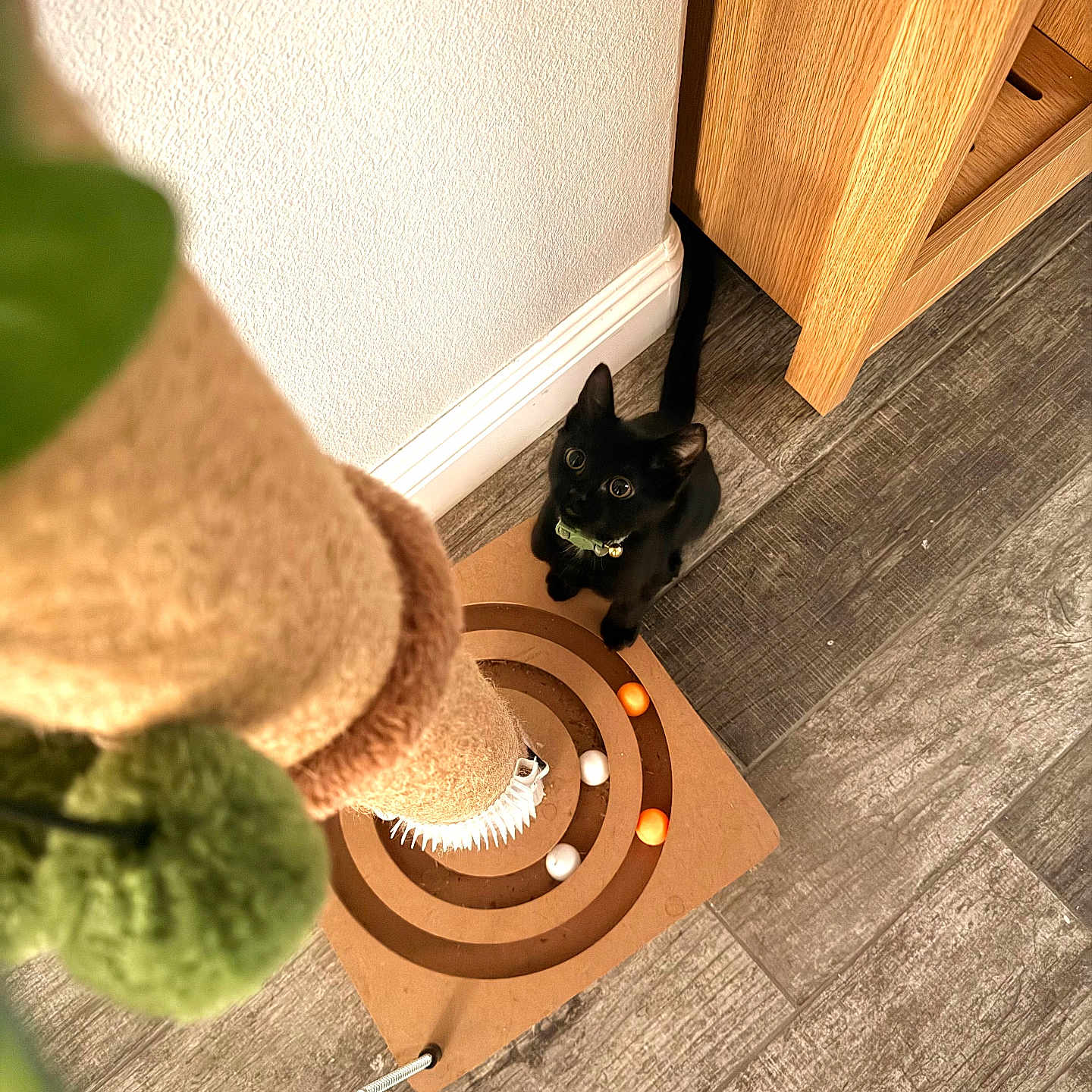 Bagheera