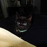 Bagheera joined the competition — help win amazing prizes! black_cat, kitten, 猫, pet, animal, feline, green_eyes, collar, bell, whiskers, pointed_ears, indoors, blanket, bed, dark_fur, portrait, close_up, sitting, cute, home