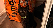 Bagheera is registered to the contest to win money with this photo: cat, kitten, black_cat, animal, pet, collar, bell, sitting, indoors, mirror, reflection, halloween, shopping_bag, orange, patterned, floor, wood_floor, doorway, portrait, wide_eyed