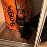 cat, kitten, black_cat, animal, pet, collar, bell, sitting, indoors, mirror, reflection, halloween, shopping_bag, orange, patterned, floor, wood_floor, doorway, portrait, wide_eyed