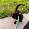 Bagheera is registered to the contest to win money with this photo: cat, kitten, black_cat, pet, animal, harness, leash, outdoors, grass, sidewalk, concrete, tail, fur, standing, walking, companion_animal, portrait, garden, colorful_accessory, daylight