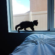 Bagheera joined the competition — help win amazing prizes! cat, kitten, black_cat, pet, animal, window, windowsill, bed, bedding, bedroom, indoor, outdoor_view, bright_sky, house, wall, collar, walking, silhouette, fluffy_fur, home