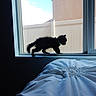 cat, kitten, black_cat, pet, animal, window, windowsill, bed, bedding, bedroom, indoor, outdoor_view, bright_sky, house, wall, collar, walking, silhouette, fluffy_fur, home