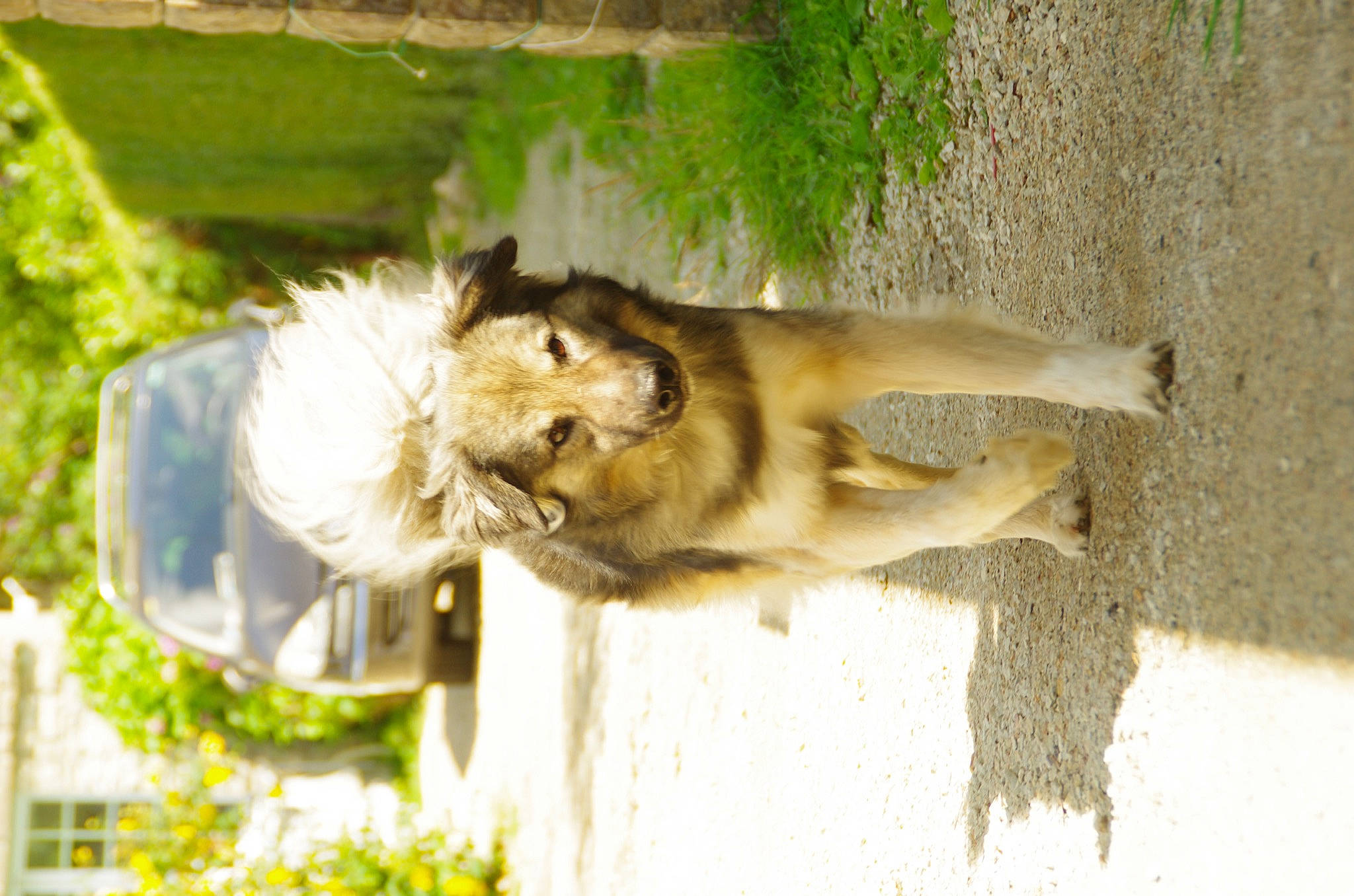 Bibouille a rejoint le concours — aidez-le/la à gagner de superbes lots ! big_cats, canidae, carnivore, companion_dog, dog_breed, fawn, felidae, fur, grass, lion, paw, plant, small_to_medium_sized_cats, snout, sporting_group, tail, terrestrial_animal, tree, whiskers, window