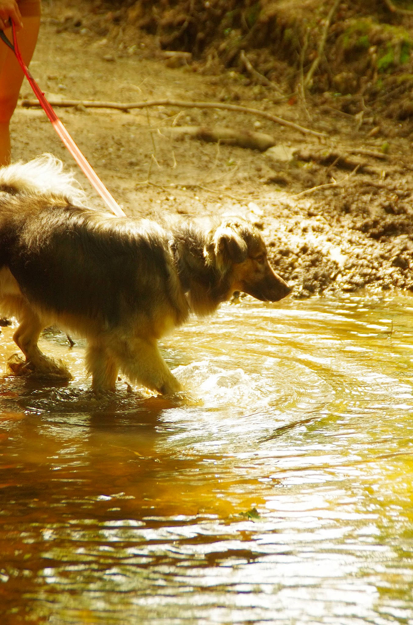 Bibouille a rejoint le concours — aidez-le/la à gagner de superbes lots ! canidae, carnivore, companion_dog, dog, dog_breed, dog_hiking, fawn, grass, hat, lake, leash, retriever, soil, sporting_group, stream, tail, terrestrial_animal, water, wildlife, working_animal