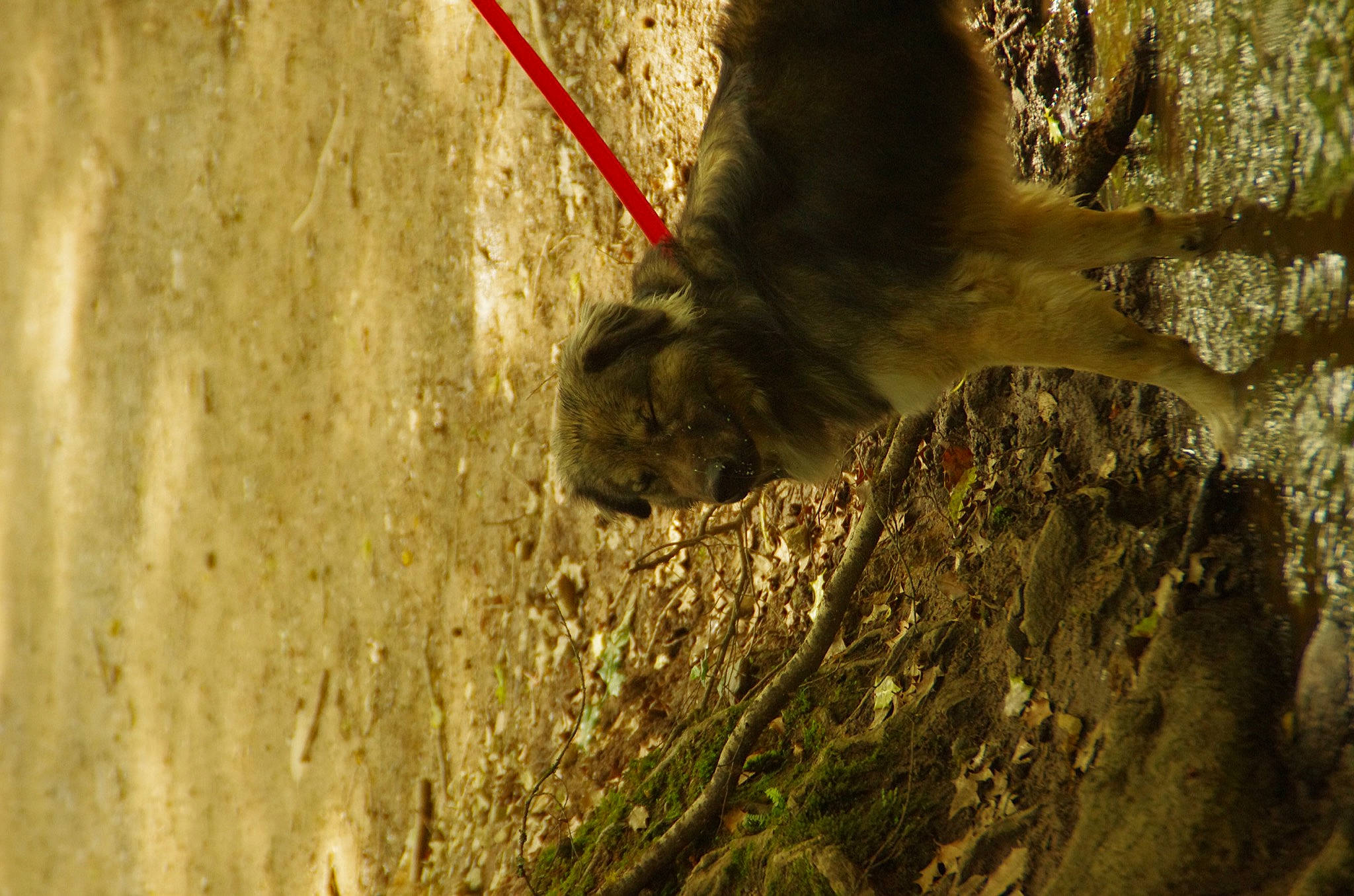Bibouille participe au concours pour gagner de l'argent avec cette photo : fawn, fur, grass, macaque, paw, plant, primate, rock, rope, snout, soil, tail, terrestrial_animal, tree, trunk, wildlife, wood, wrinkle, zoo