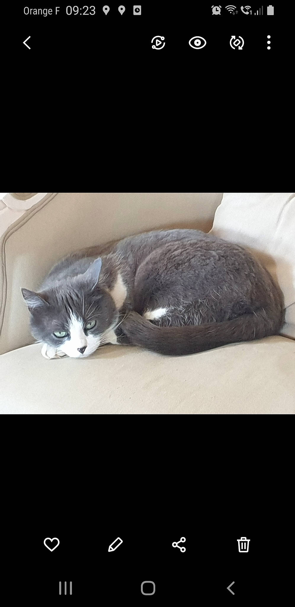 Rose participe au concours pour gagner de l'argent avec cette photo : black_cat, carnivore, cat, cat_supply, claw, comfort, domestic_short_haired_cat, felidae, fur, grey, metal, nap, paw, photo_caption, sitting, small_to_medium_sized_cats, snout, tail, whiskers