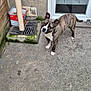 dog, brindle_dog, pet, patio, concrete, glass_door, reflection, drain_cover, bucket, moss, tiled_floor, door_threshold, wall, paws, looking_up, attentive, domestic_dog, fence, outdoor, standing