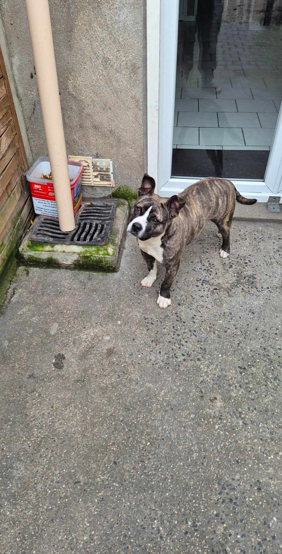 Akko participe au concours pour gagner de l'argent avec cette photo : dog, brindle_dog, pet, patio, concrete, glass_door, reflection, drain_cover, bucket, moss, tiled_floor, door_threshold, wall, paws, looking_up, attentive, domestic_dog, fence, outdoor, standing