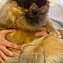 dog, sunglasses, pet, person, hands, glass, drink, table, fur, ears, muzzle, beard, white_shirt, holding, portrait, indoor, seated, accessory, closeup, relaxing