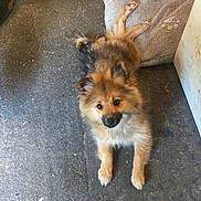 Tyna participe au concours pour gagner de l'argent avec cette photo : dog, puppy, small_dog, fluffy, fur, pet_bed, paw_print, looking_up, adorable, indoor, floor, carpet, paw, face, ears, brown, tan, black, pet, domestic_animal