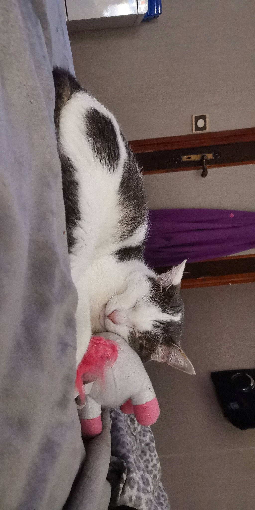 Buzz a rejoint le concours — aidez-le/la à gagner de superbes lots ! aegean_cat, american_wirehair, carnivore, cat, domestic_short_haired_cat, european_shorthair, felidae, kitten, paw, polydactyl_cat, small_to_medium_sized_cats, tail, whiskers