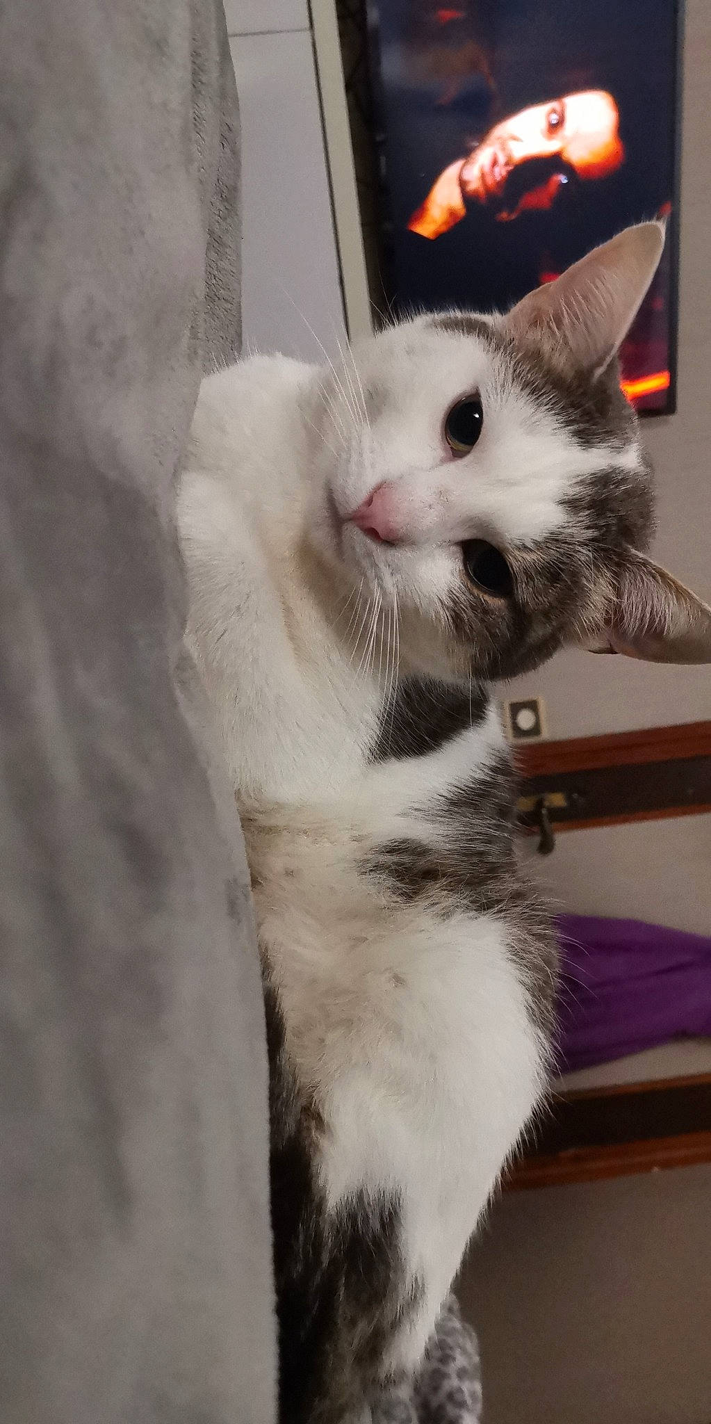 Buzz participe au concours pour gagner de l'argent avec cette photo : aegean_cat, american_wirehair, carnivore, cat, domestic_short_haired_cat, ear, felidae, fur, japanese_bobtail, mammal, small_to_medium_sized_cats, snout, tail, turkish_angora, turkish_van, whiskers, white