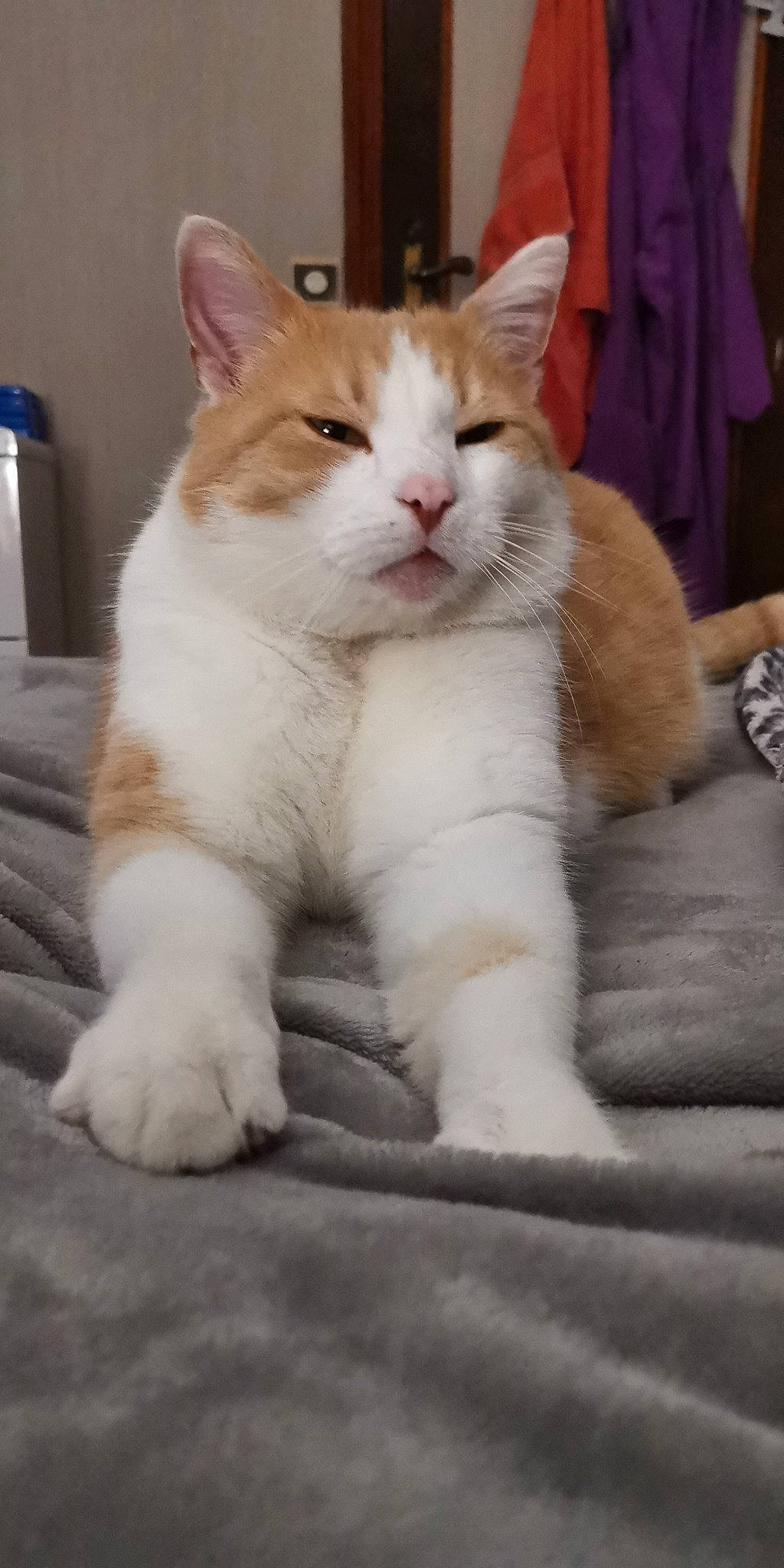 Bud a rejoint le concours — aidez-le/la à gagner de superbes lots ! aegean_cat, american_wirehair, arabian_mau, asian, carnivore, cat, domestic_short_haired_cat, european_shorthair, fawn, felidae, japanese_bobtail, mammal, ojos_azules, paw, polydactyl_cat, small_to_medium_sized_cats, tail, turkish_van, vertebrate, whiskers