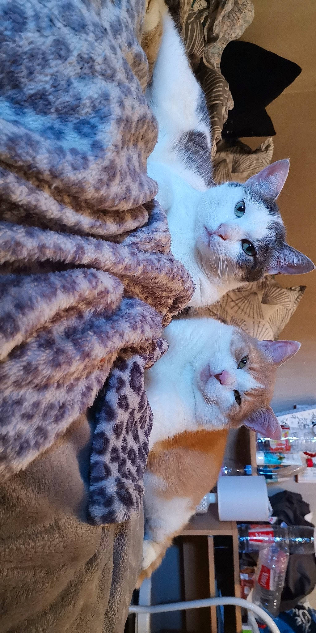 Bud a rejoint le concours — aidez-le/la à gagner de superbes lots ! american_shorthair, asian, carnivore, cat, claw, colorpoint_shorthair, domestic_short_haired_cat, egyptian_mau, european_shorthair, fawn, felidae, fur, kitten, mammal, munchkin, paw, savannah, small_to_medium_sized_cats, snout, whiskers