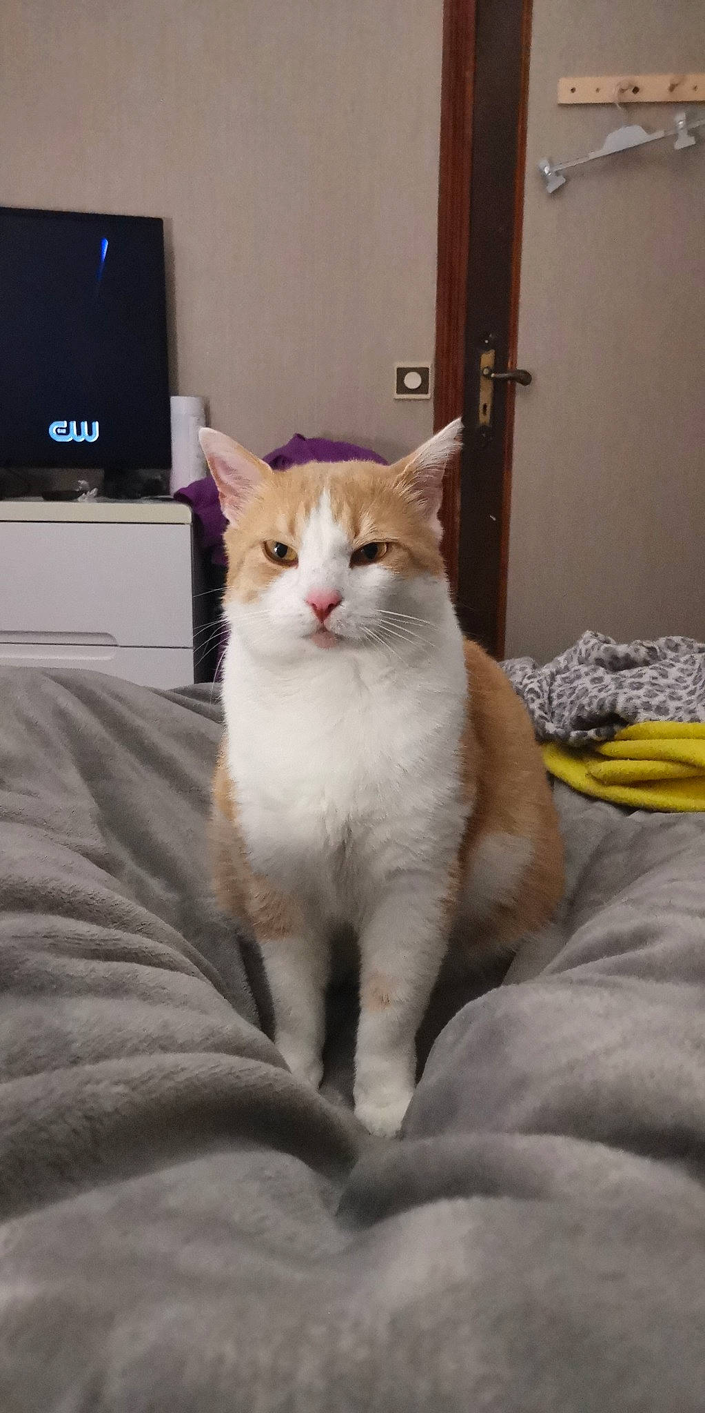 Bud participe au concours pour gagner de l'argent avec cette photo : aegean_cat, american_wirehair, arabian_mau, asian, burmilla, carnivore, cat, domestic_short_haired_cat, european_shorthair, fawn, felidae, kitten, mammal, ojos_azules, small_to_medium_sized_cats, tail, turkish_angora, turkish_van, vertebrate, whiskers