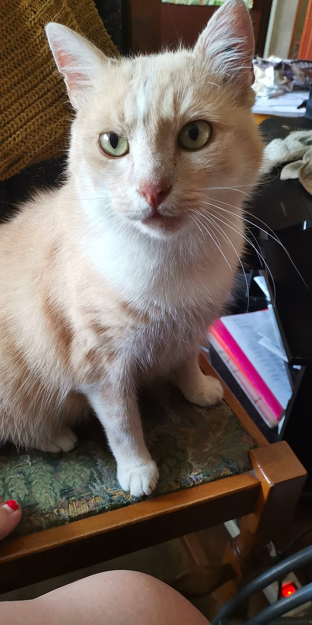 Airmax participe au concours pour gagner de l'argent avec cette photo : aegean_cat, american_curl, asian, burmilla, carnivore, cat, domestic_short_haired_cat, european_shorthair, fawn, felidae, german_rex, javanese, khao_manee, kitten, mammal, polydactyl_cat, small_to_medium_sized_cats, turkish_angora, turkish_van, whiskers