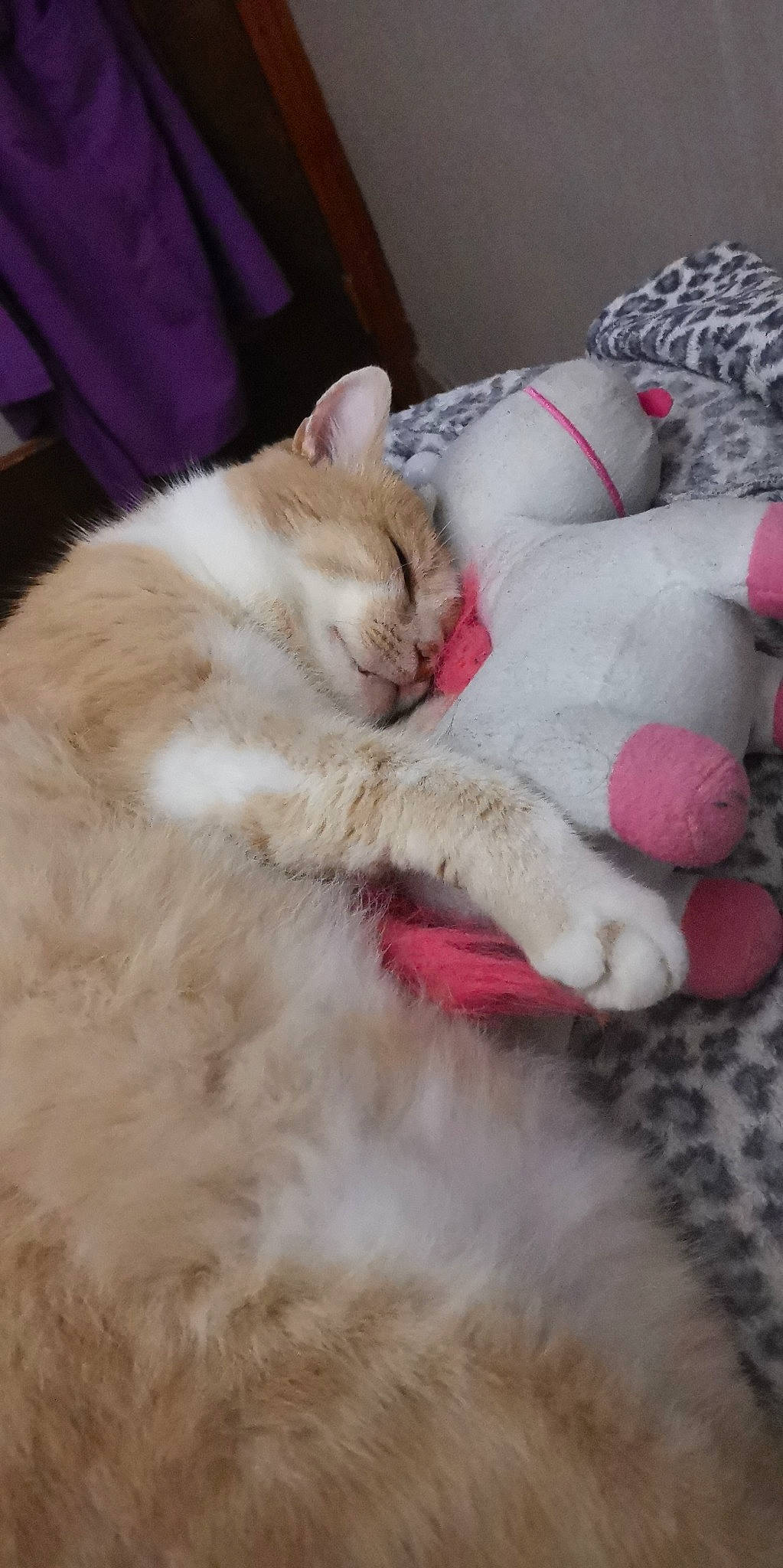 Airmax a rejoint le concours — aidez-le/la à gagner de superbes lots ! asian, burmilla, carnivore, cat, claw, colorpoint_shorthair, european_shorthair, fawn, felidae, fur, kitten, mammal, nap, ojos_azules, paw, polydactyl_cat, ragdoll, small_to_medium_sized_cats, tail, whiskers