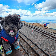 Kundu is registered to the contest to win money with this photo: dog, mountain, railway, clouds, blue_sky, person, jacket, boots, outdoor, landscape, rocks, hiking, railing, gravel, travel, adventure, nature, scenic, pet, cute