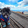 dog, mountain, railway, clouds, blue_sky, person, jacket, boots, outdoor, landscape, rocks, hiking, railing, gravel, travel, adventure, nature, scenic, pet, cute