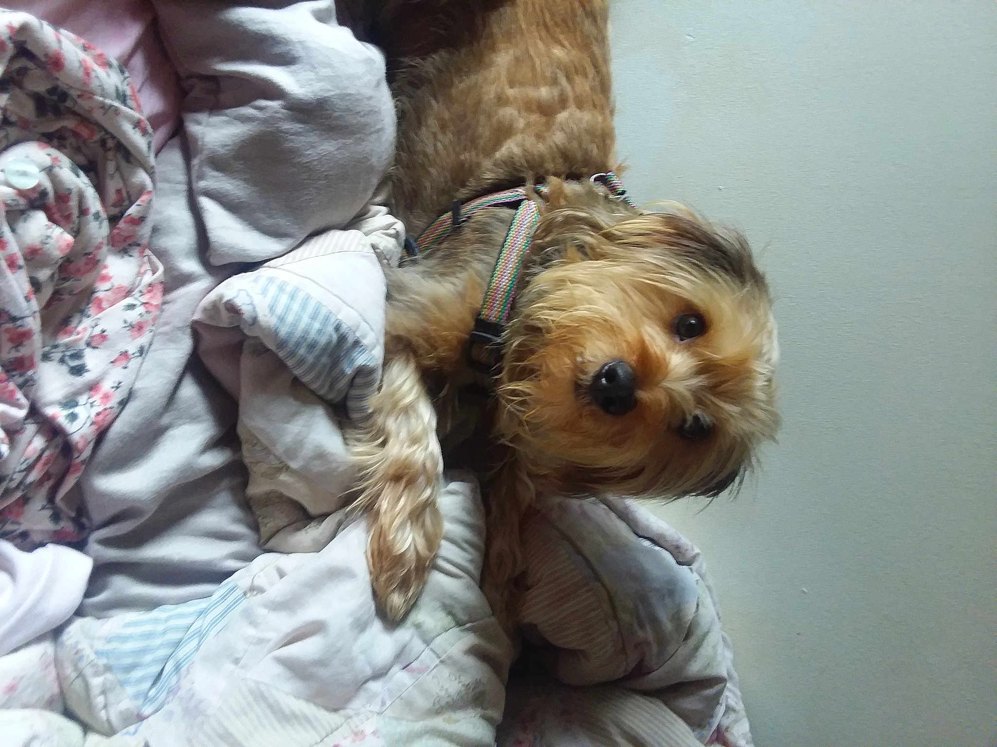 Mr Boston