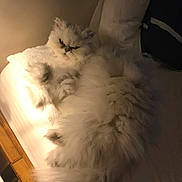 Jazzy a rejoint le concours — aidez-le/la à gagner de superbes lots ! cat, fluffy, white, grumpy, bed, pillow, indoor, pet, feline, fur, cozy, resting, relaxed, animal, domestic, cute, sleepy, comfort, mammal, whiskers