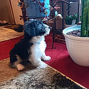 Ankor joined the competition — help win amazing prizes! animal, black_and_white, carpet, cozy, curious, decor, dog, floor, fur, greenery, home, indoor, natural_light, pet, plant, pot, puppy, rug, sitting, young_dog
