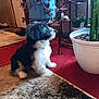 animal, black_and_white, carpet, cozy, curious, decor, dog, floor, fur, greenery, home, indoor, natural_light, pet, plant, pot, puppy, rug, sitting, young_dog