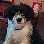 Ankor joined the competition — help win amazing prizes! animal, black_and_white, brown_couch, collar, couch, curious, cute, dog, fluffy, fur, home, indoor, looking, package, pet, puppy, red_cup, sitting, television, young_dog