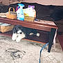 Ankor joined the competition — help win amazing prizes! animal, basket, black_and_white, carpet, coffee_table, couch, cozy, cushion, dog, floor, furniture, home, indoor, leash, living_room, papers, pet, relaxed, spray_bottle, wooden_furniture