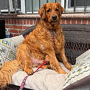 Mailo is registered to the contest to win money with this photo: air_conditioner, animal, brick_wall, canine, collar, cushion, dog, domestic_animal, fur, golden_retriever, leash, outdoor, paw, pet, pillow, resting, sitting, tail, wicker_bench, window