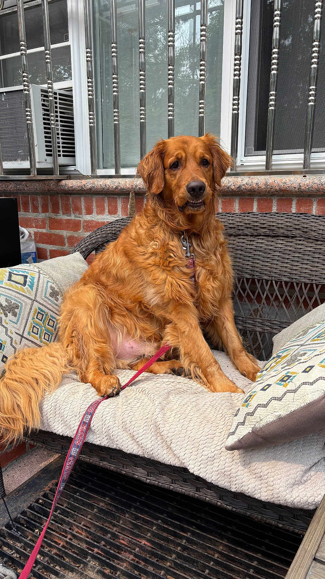 Mailo is registered to the contest to win money with this photo: air_conditioner, animal, brick_wall, canine, collar, cushion, dog, domestic_animal, fur, golden_retriever, leash, outdoor, paw, pet, pillow, resting, sitting, tail, wicker_bench, window