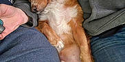 Pookie is registered to the contest to win money with this photo: clothing, comfort, companion, cozy, cuddle, cute, dog, fur, hand, human, indoor, jeans, napping, pet, relaxation, rest, sleeping, snuggle, sweatshirt, warm