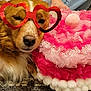 Pookie is registered to the contest to win money with this photo: accessory, animal, brown_dog, carpet, casual, close_up, cute, dog, fabric, face, fluffy, glasses, heart_shaped_glasses, human_arm, indoor, pet, pink_cushion, pom_poms, relaxed, resting