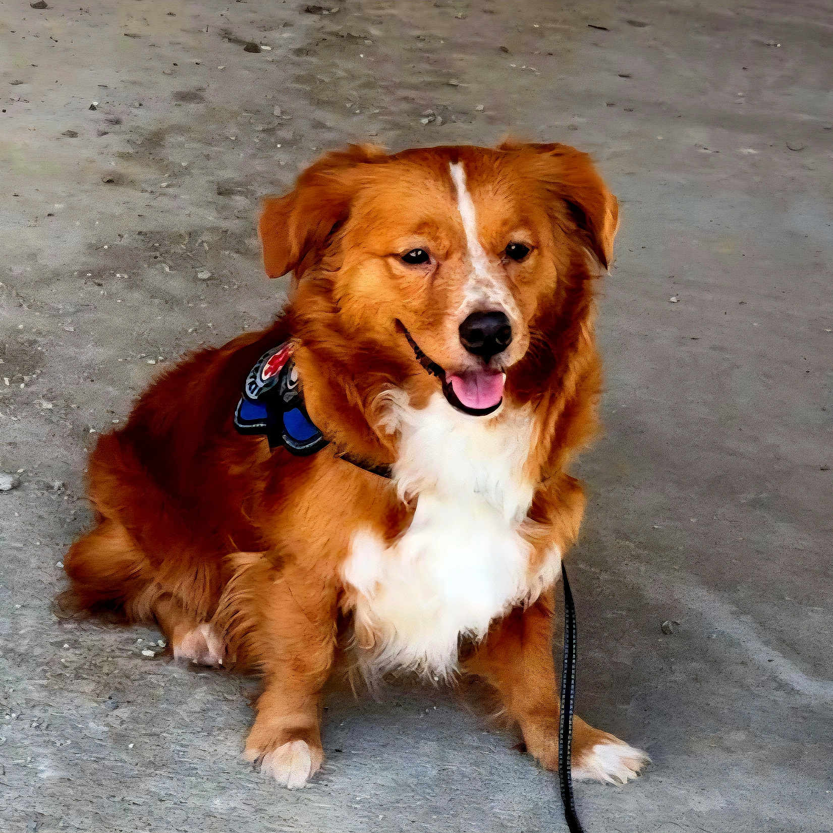 Pookie is registered to the contest to win money with this photo: animal, brown_fur, canine, companion, concrete, dog, domestic, ears, friendly, fur, happy, harness, leash, muzzle, outdoor, paw, pet, sitting, snout, white_fur