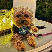 Luna is registered to the contest to win money with this photo: dog, pet, small_dog, leash, collar, flower, table, glass_table, lights, yellow_lights, outdoor, garden, reflection, fur, cute, animal, relaxing, evening, closeup, decor